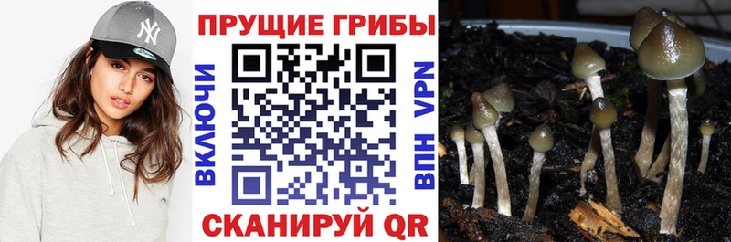 Купить  Суздаль  Псилоцибиновые грибы Psilocybe 